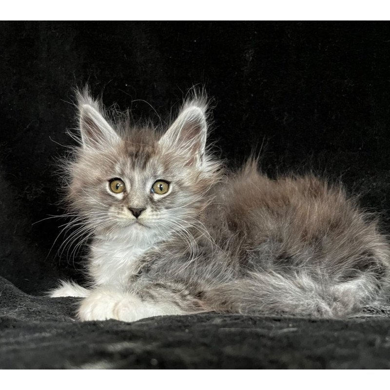 Maine Coon EZ Natan