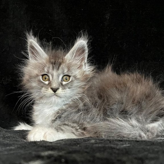 Maine Coon EZ Natan
