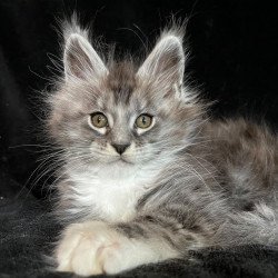 Maine Coon EZ Natan