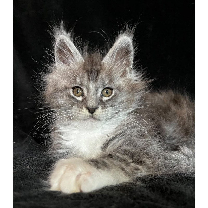 Maine Coon EZ Natan