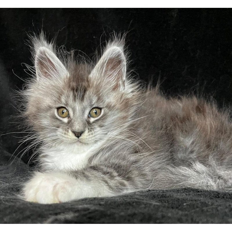 Maine Coon EZ Natan