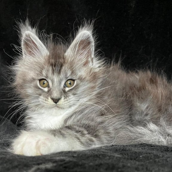Maine Coon EZ Natan