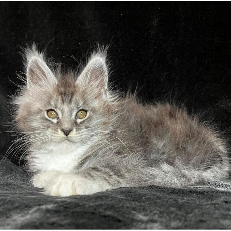 Maine Coon EZ Natan
