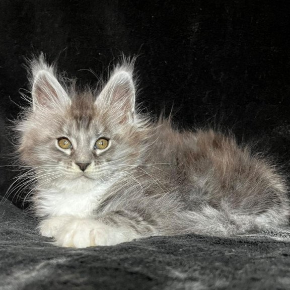 Maine Coon EZ Natan