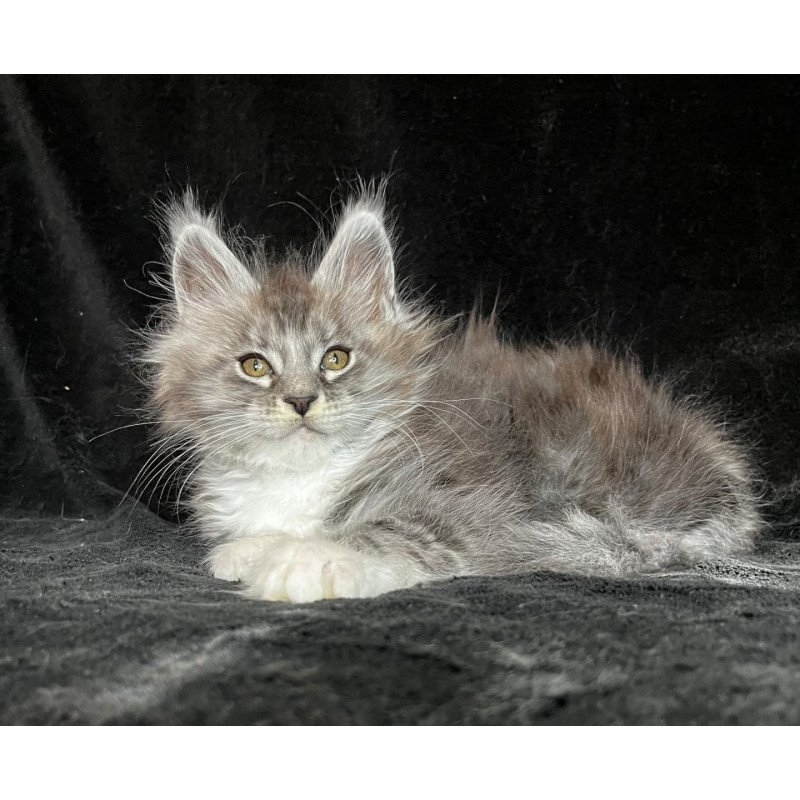Maine Coon EZ Natan