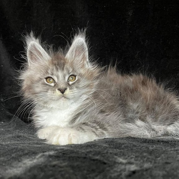 Maine Coon EZ Natan