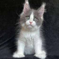 Maine Coon EZ Mask Polydactyl