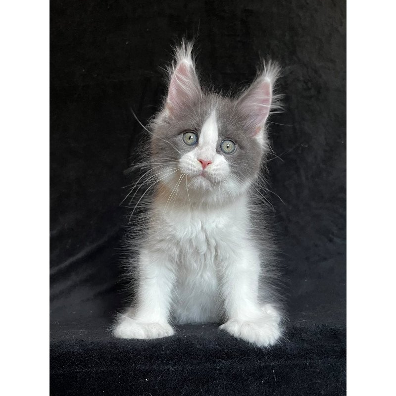 Maine Coon EZ Mask Polydactyl