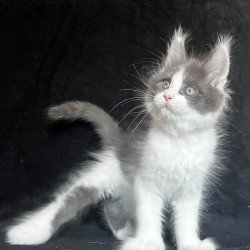 Maine Coon EZ Mask Polydactyl