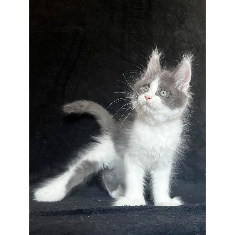 Maine Coon EZ Mask Polydactyl