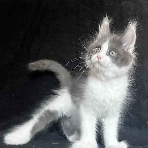 Maine Coon EZ Mask Polydactyl