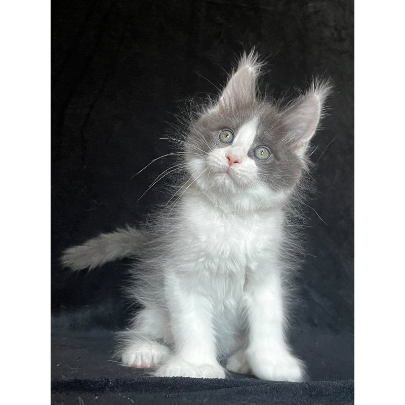 Maine Coon EZ Mask Polydactyl