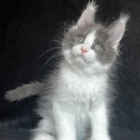 Maine Coon EZ Mask Polydactyl