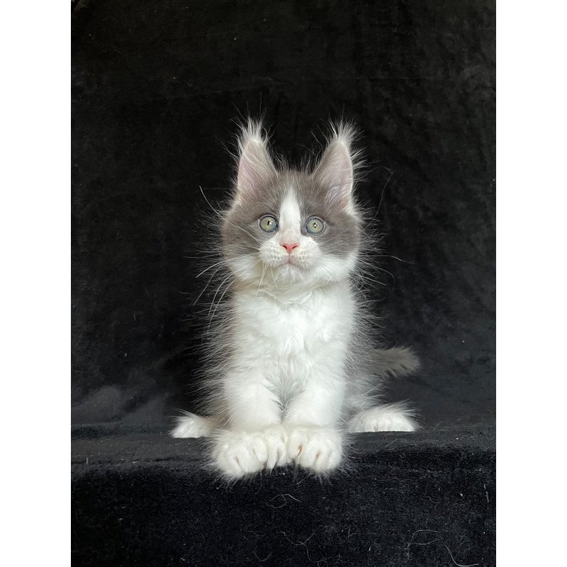 Maine Coon EZ Mask Polydactyl