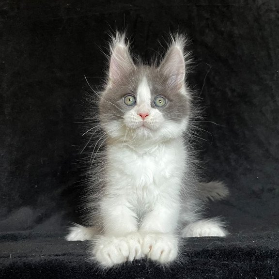 Maine Coon EZ Mask Polydactyl