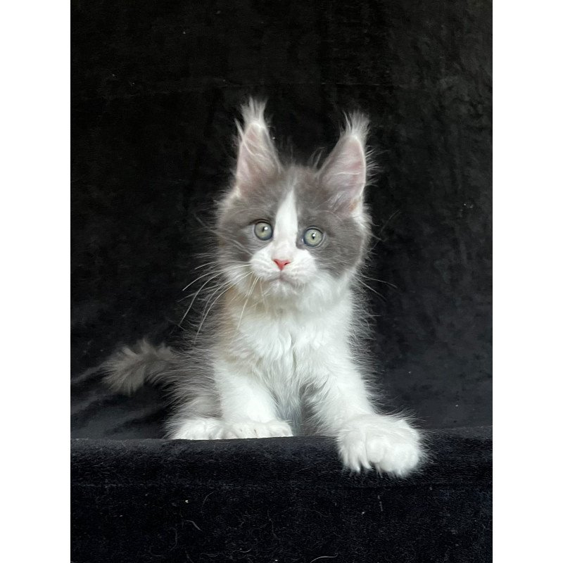 Maine Coon EZ Mask Polydactyl