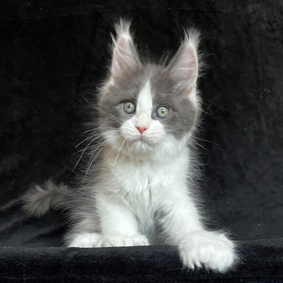 Maine Coon EZ Mask Polydactyl