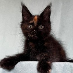 Maine Coon EZ Magic Polydactyl