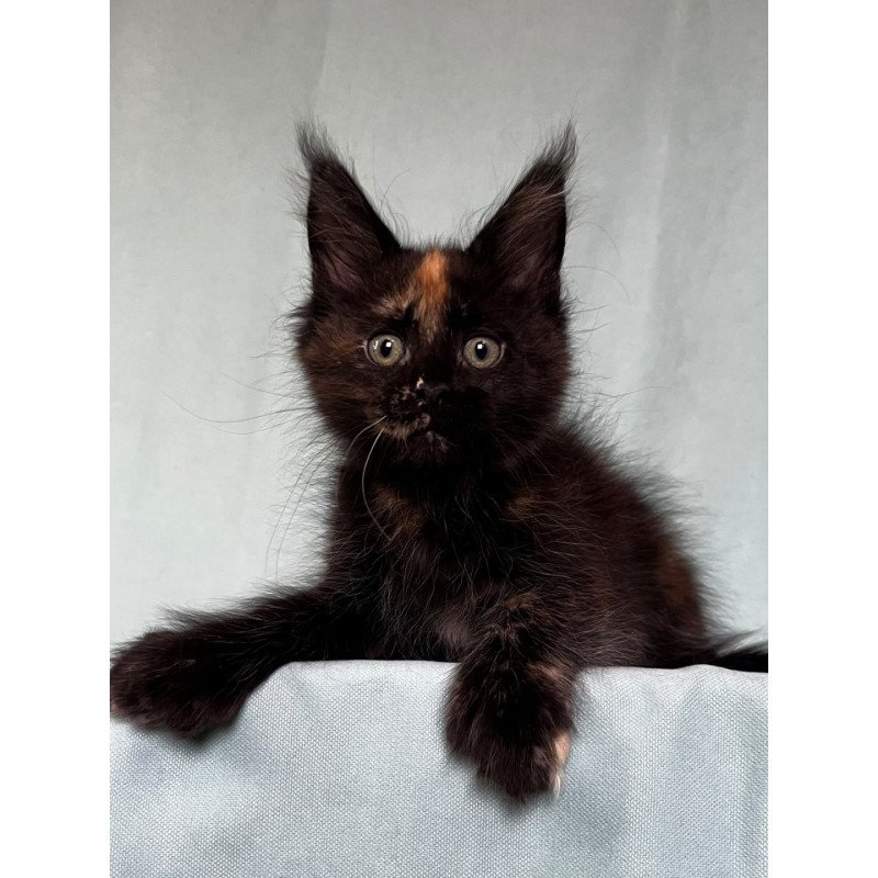 Maine Coon EZ Magic Polydactyl