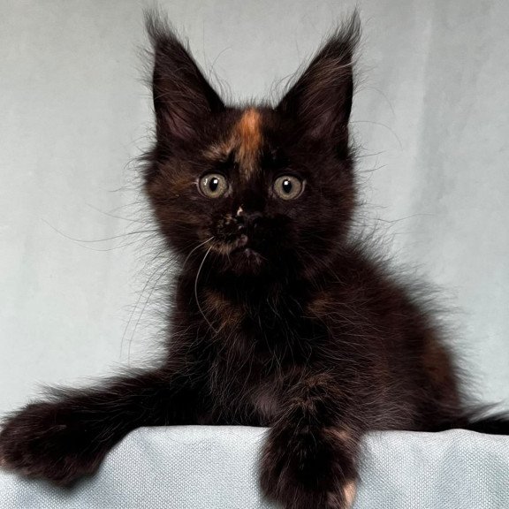 Maine Coon EZ Magic Polydactyl