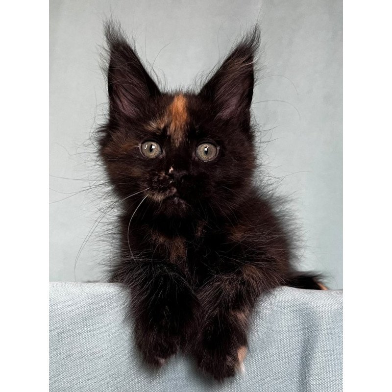 Maine Coon EZ Magic Polydactyl