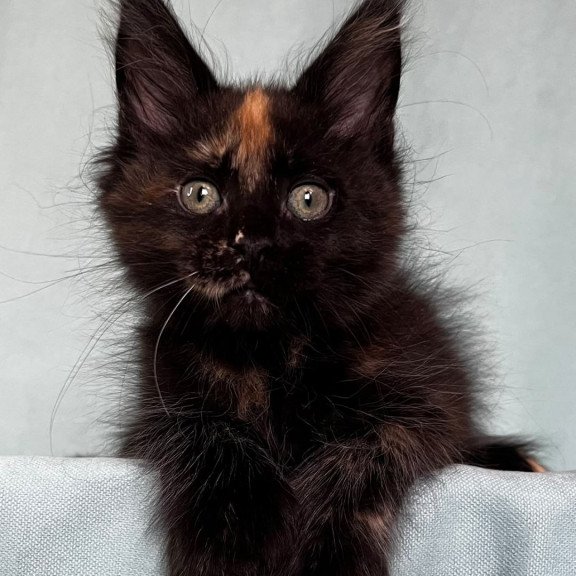 Maine Coon EZ Magic Polydactyl