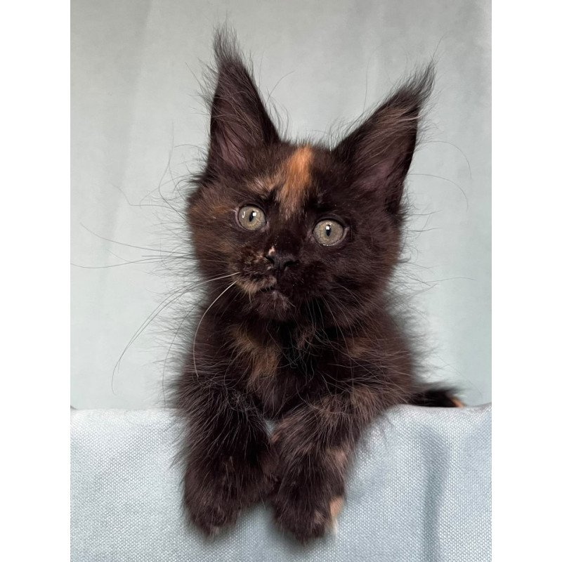Maine Coon EZ Magic Polydactyl