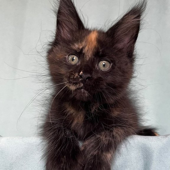 Maine Coon EZ Magic Polydactyl