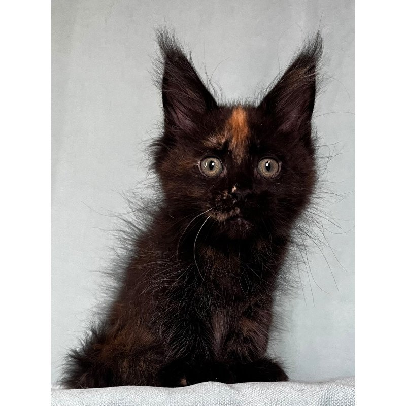 Maine Coon EZ Magic Polydactyl