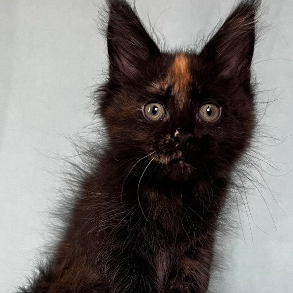 Maine Coon EZ Magic Polydactyl