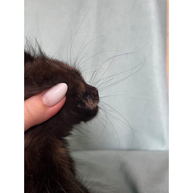 Maine Coon EZ Magic Polydactyl