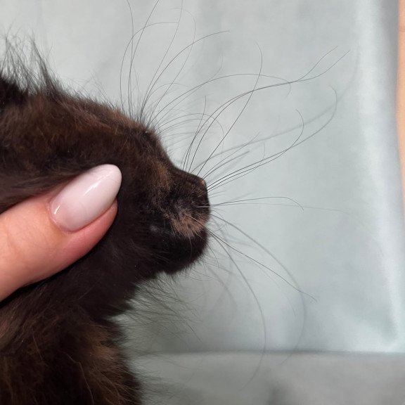 Maine Coon EZ Magic Polydactyl