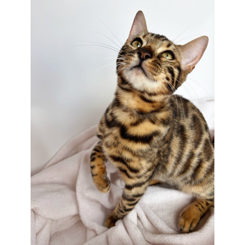 Bengal NOV Lola