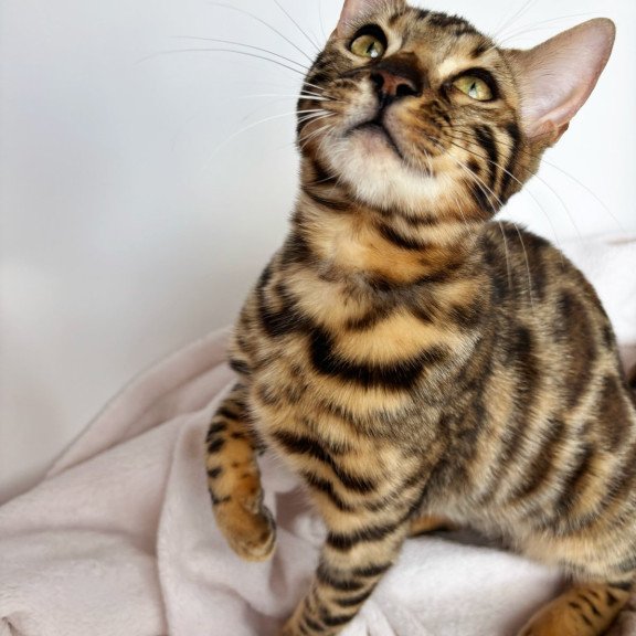 Bengal NOV Lola