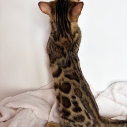 Bengal NOV Lola