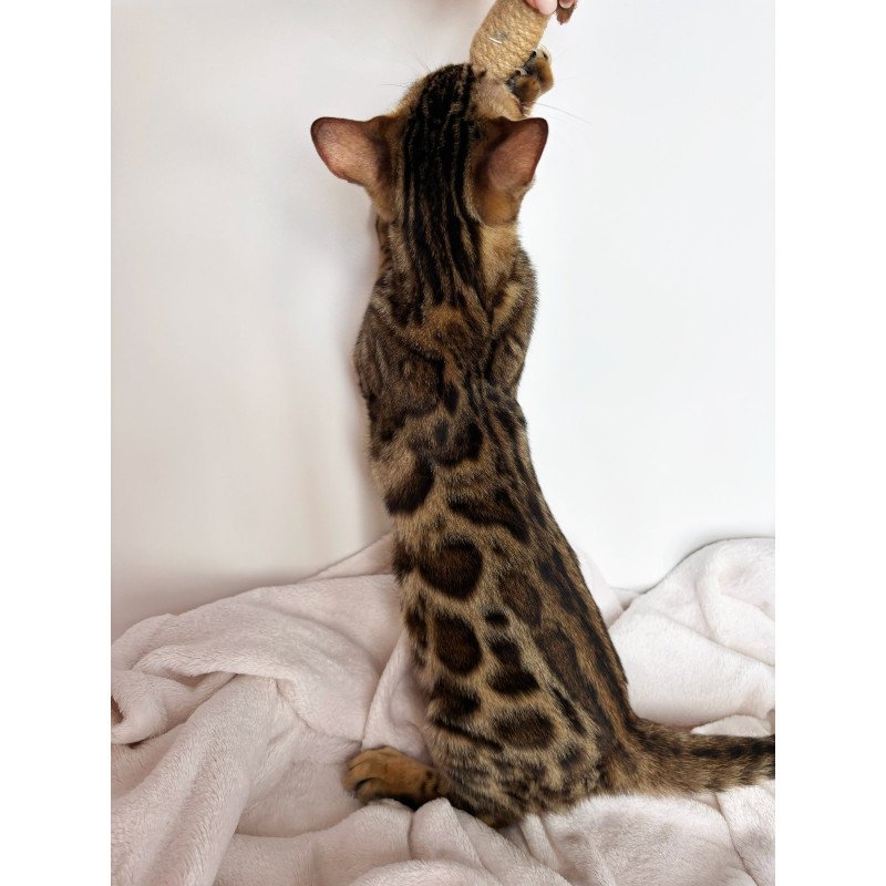 Bengal NOV Lola