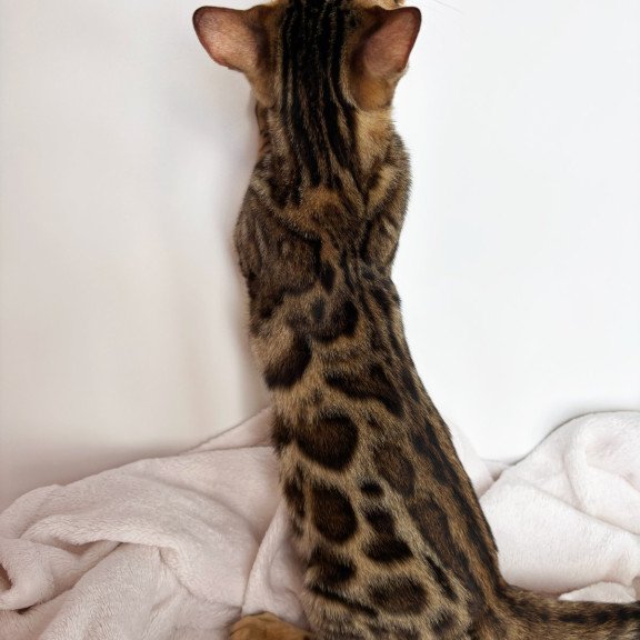 Bengal NOV Lola