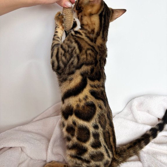 Bengal NOV Lola