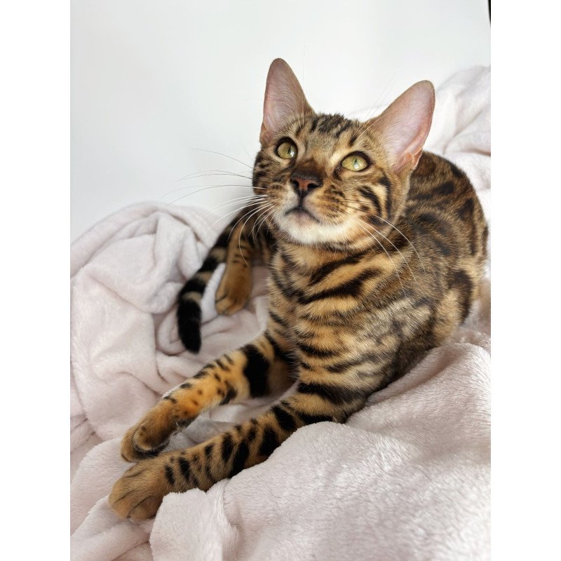 Bengal NOV Lola