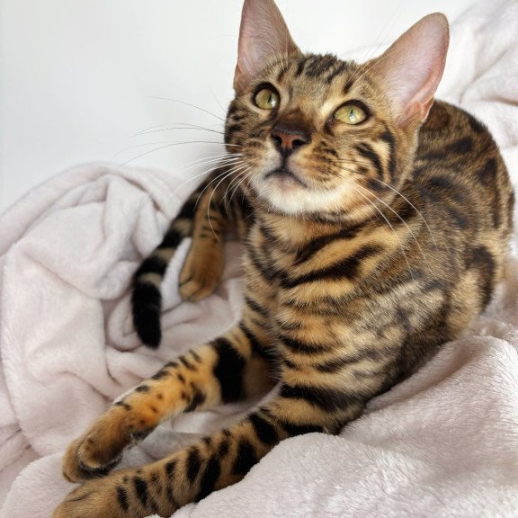 Bengal NOV Lola