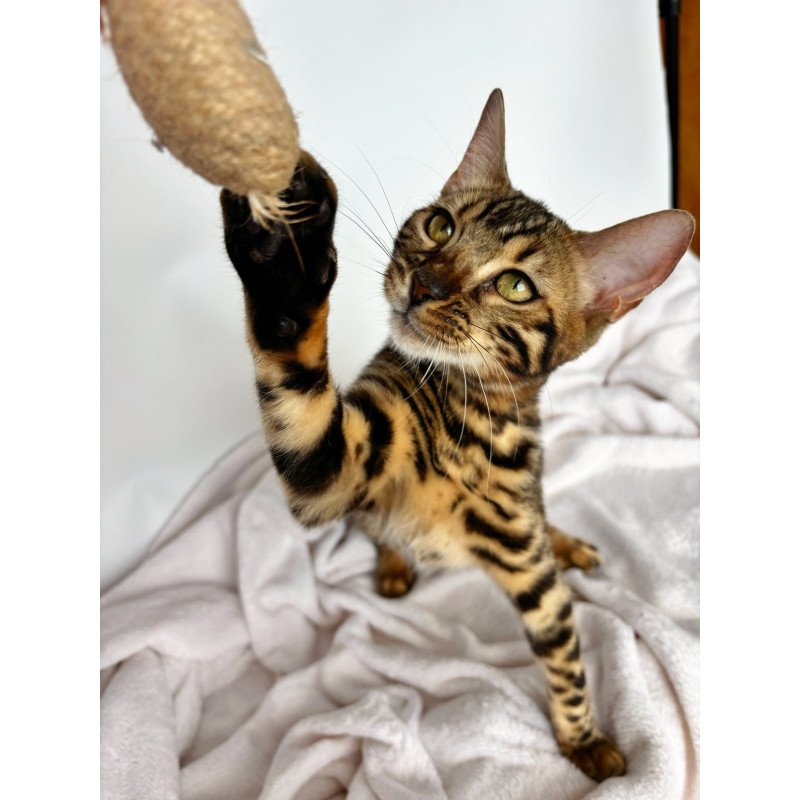 Bengal NOV Lola