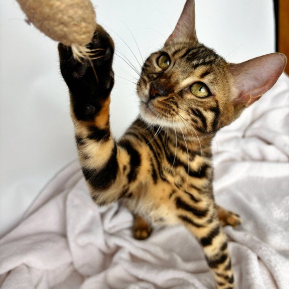Bengal NOV Lola