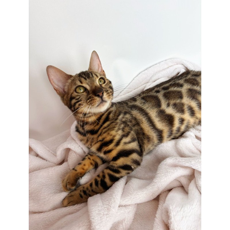 Bengal NOV Lola