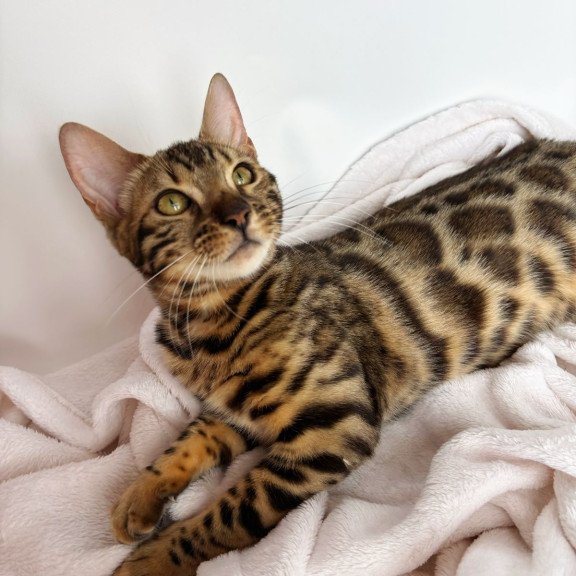 Bengal NOV Lola