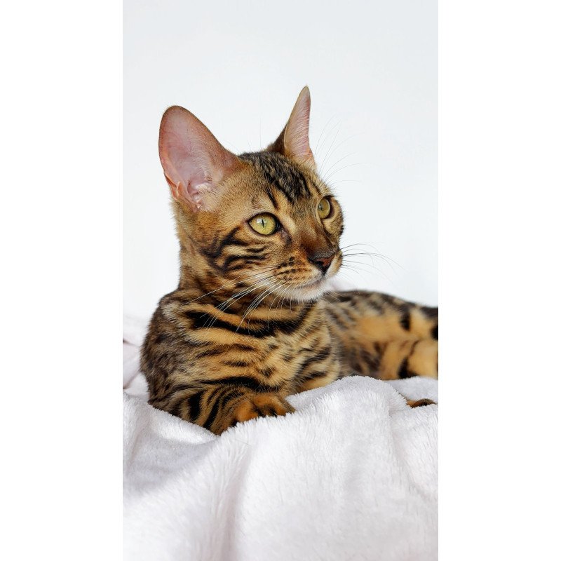 Bengal NOV Lola