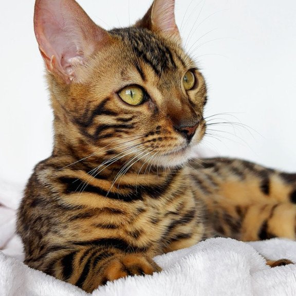 Bengal NOV Lola