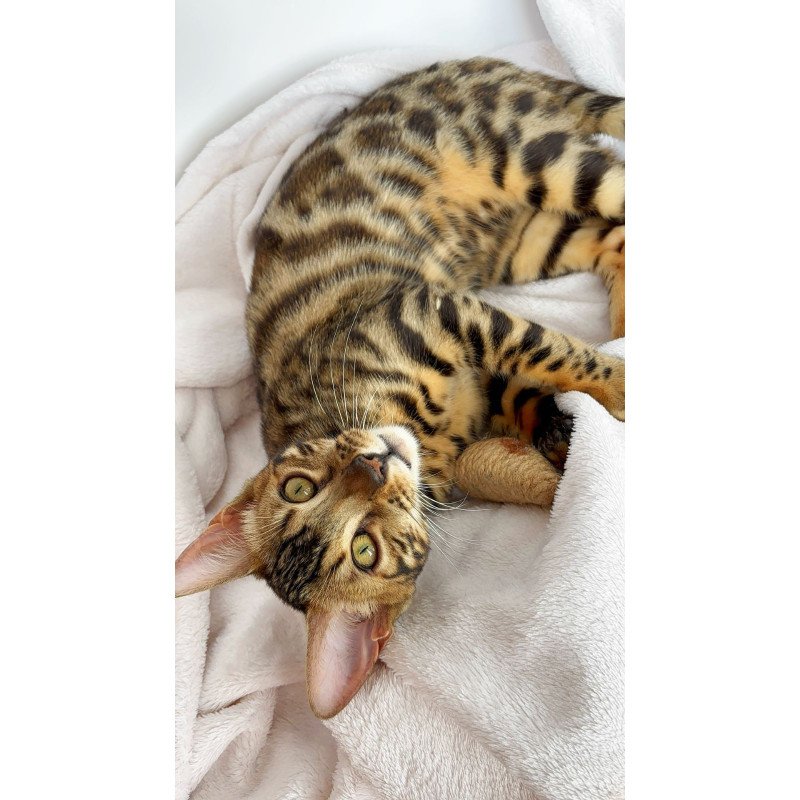 Bengal NOV Lola