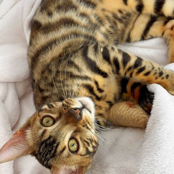 Bengal NOV Lola