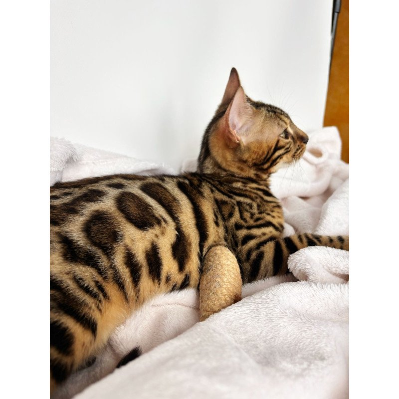 Bengal NOV Lola
