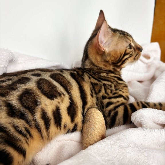 Bengal NOV Lola